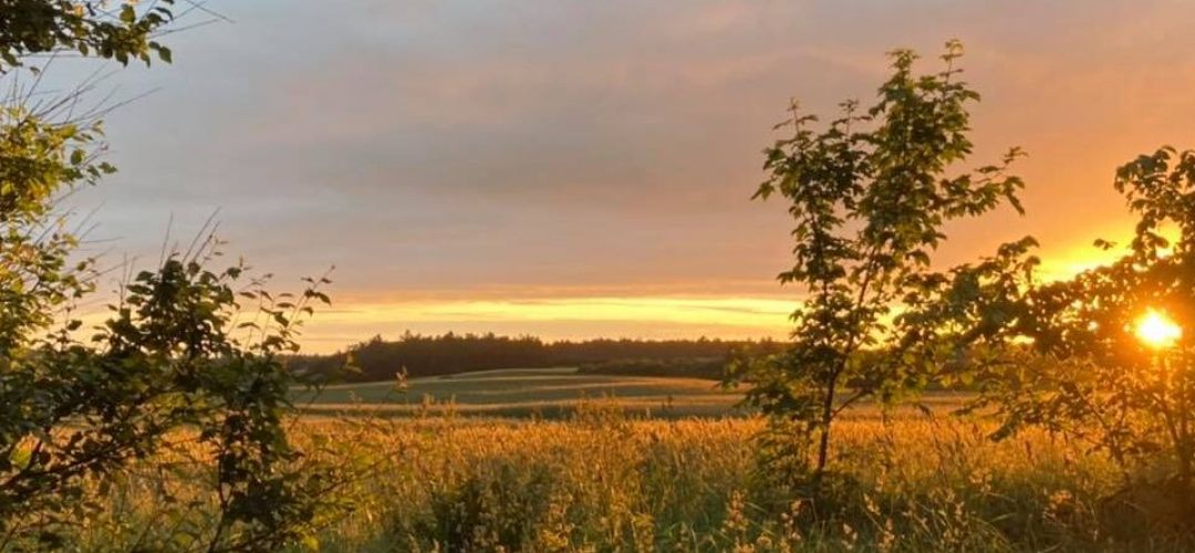 Naturterapi i Vendsyssel - Rodfæste August 2021