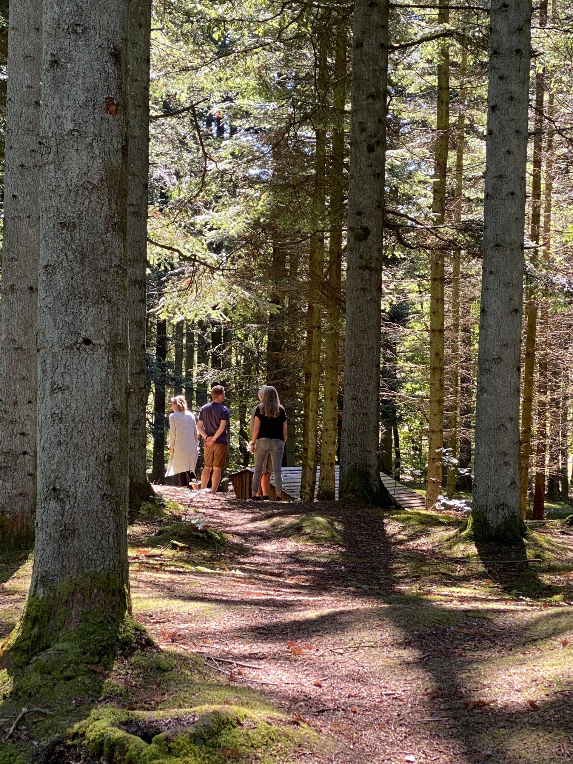 Helt i skoven - Hjørringskolens fagdage