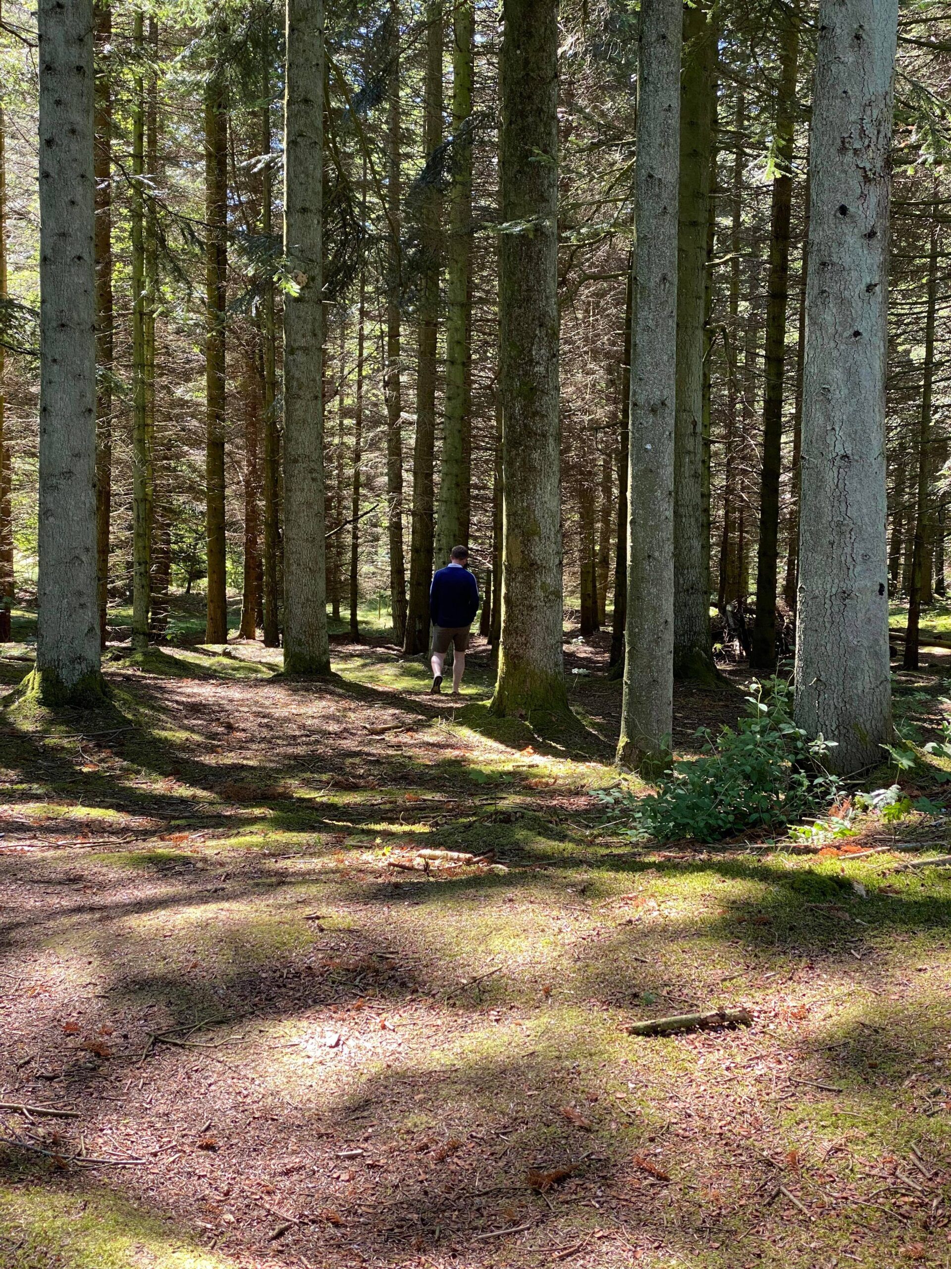 Helt i skoven - Hjørringskolens fagdage