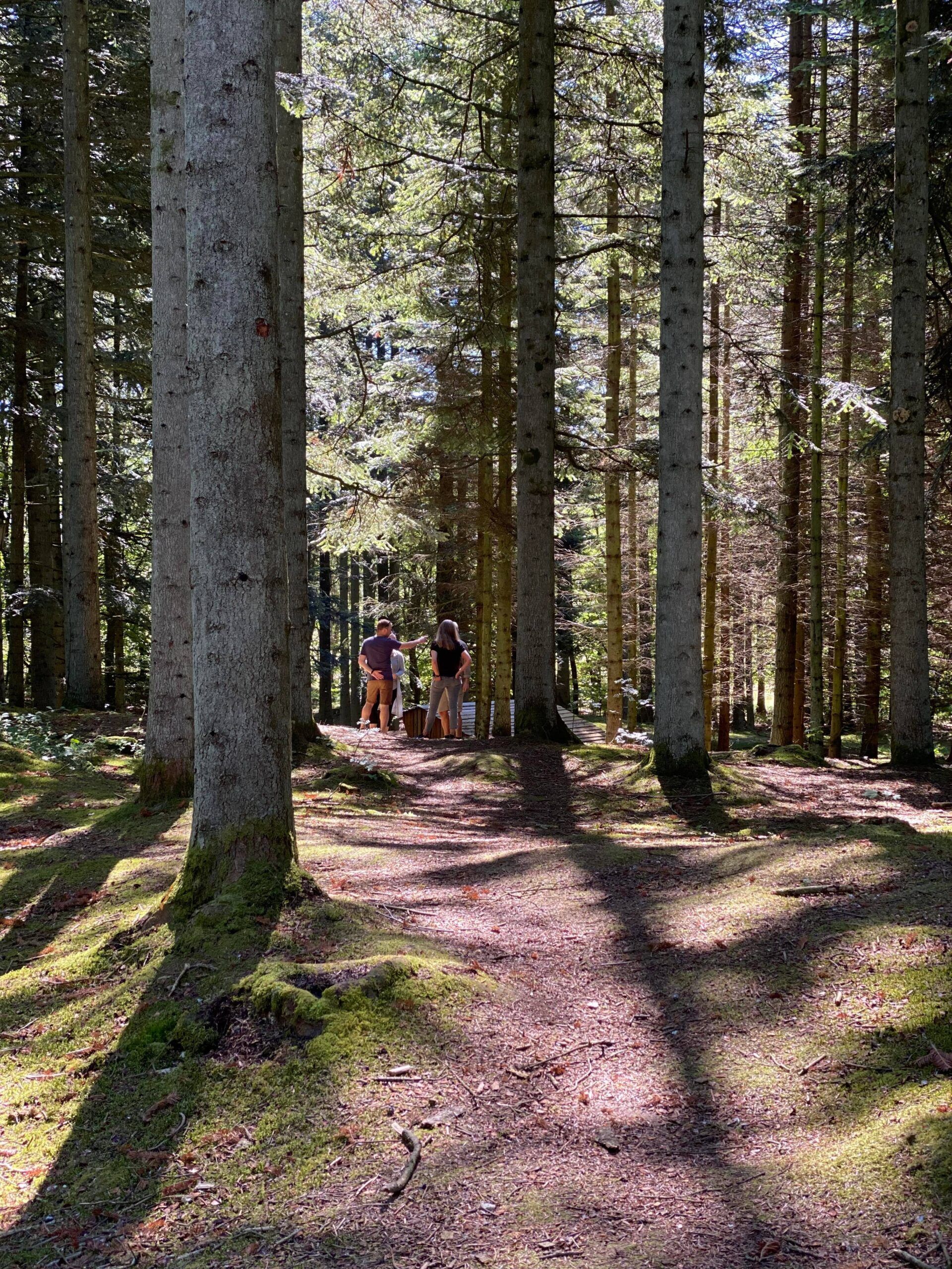 Helt i skoven - Hjørringskolens fagdage
