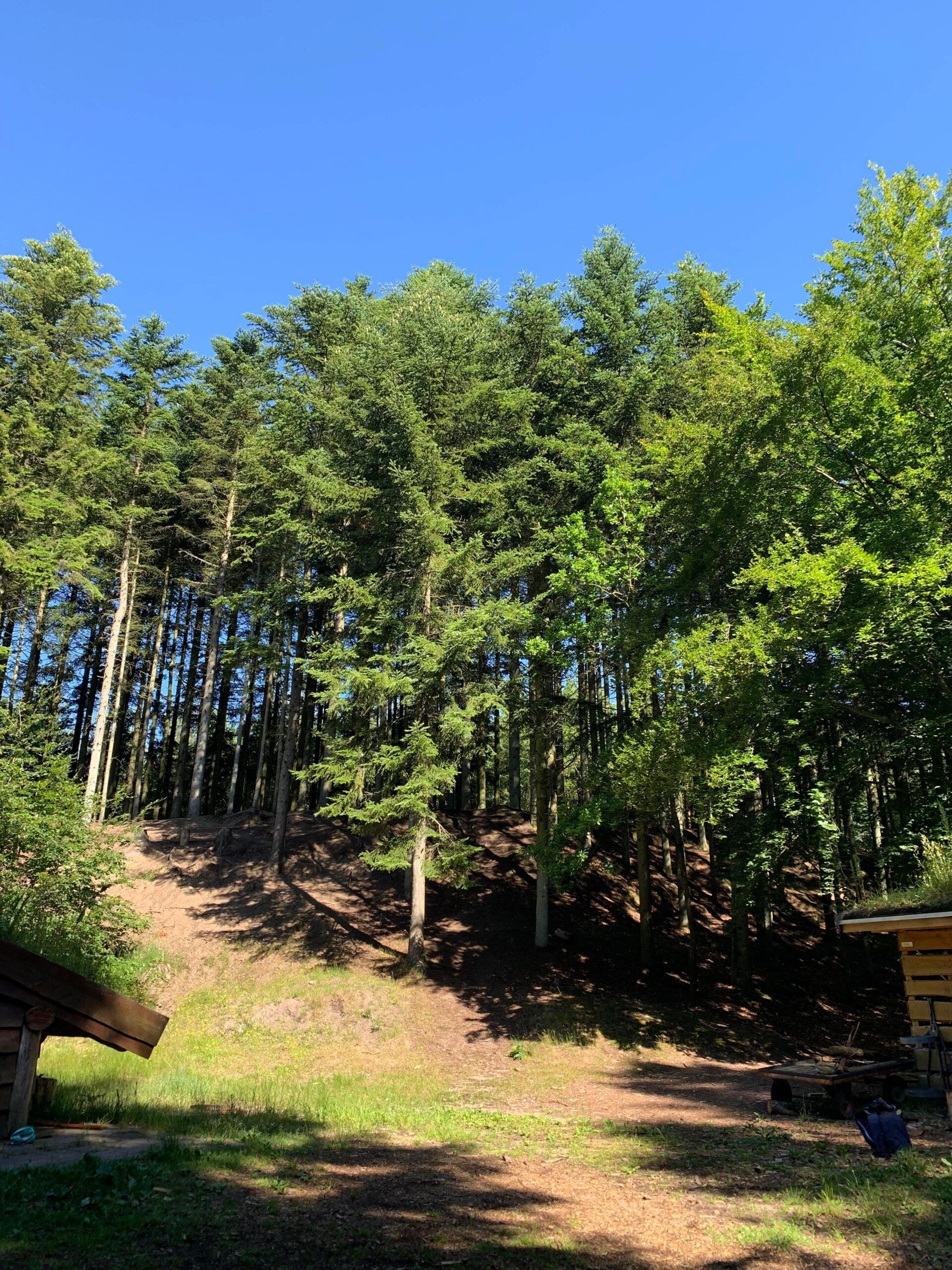 Helt i skoven - Hjørringskolens fagdage