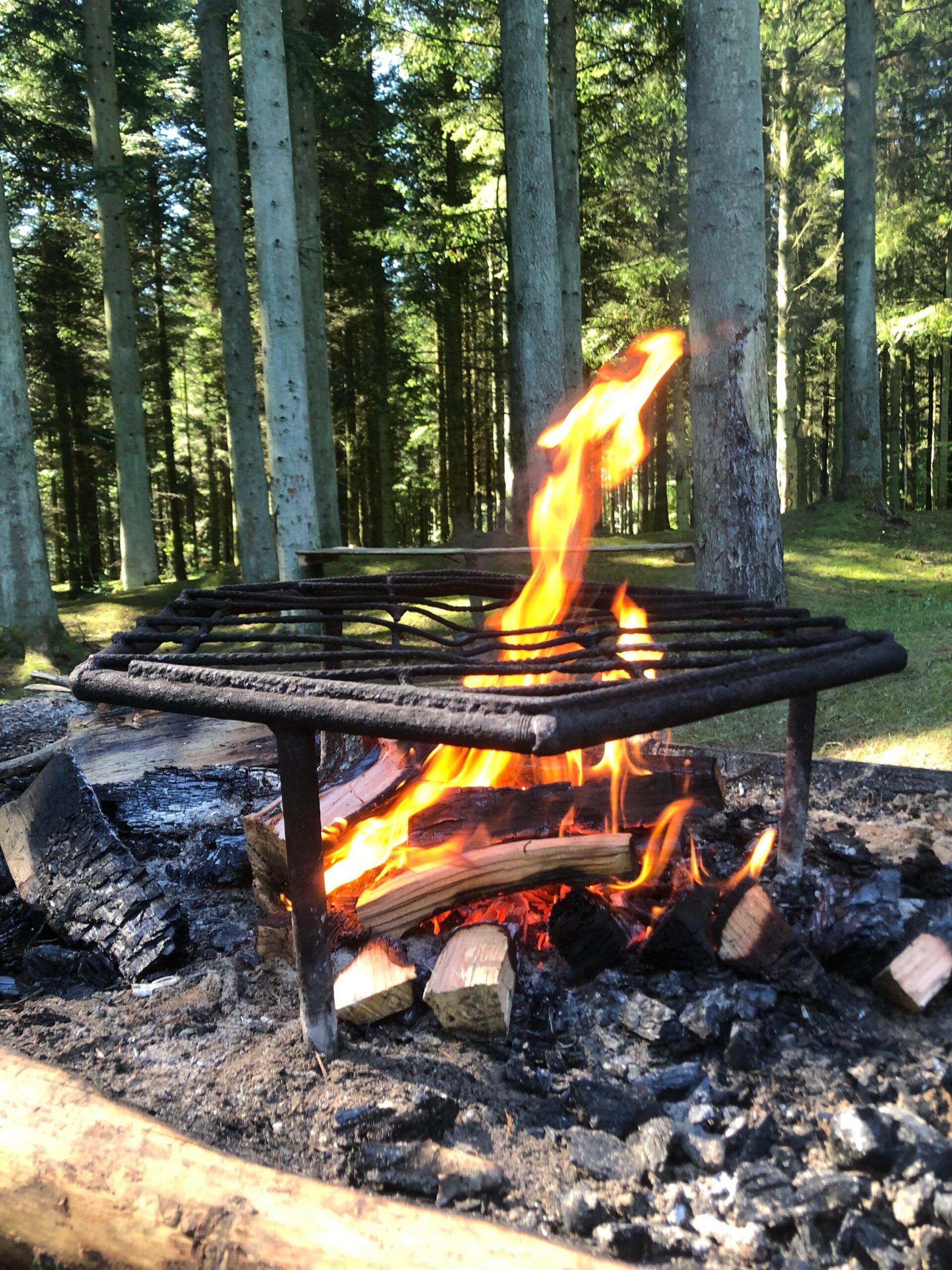 Helt i skoven - Hjørringskolens fagdage