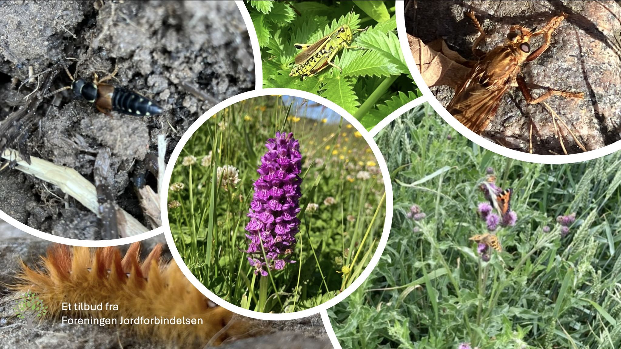 Nørdetid - Biodiversitet for voksne hver onsdag