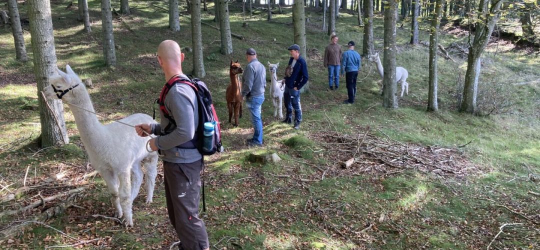 Alpaka walk and talk