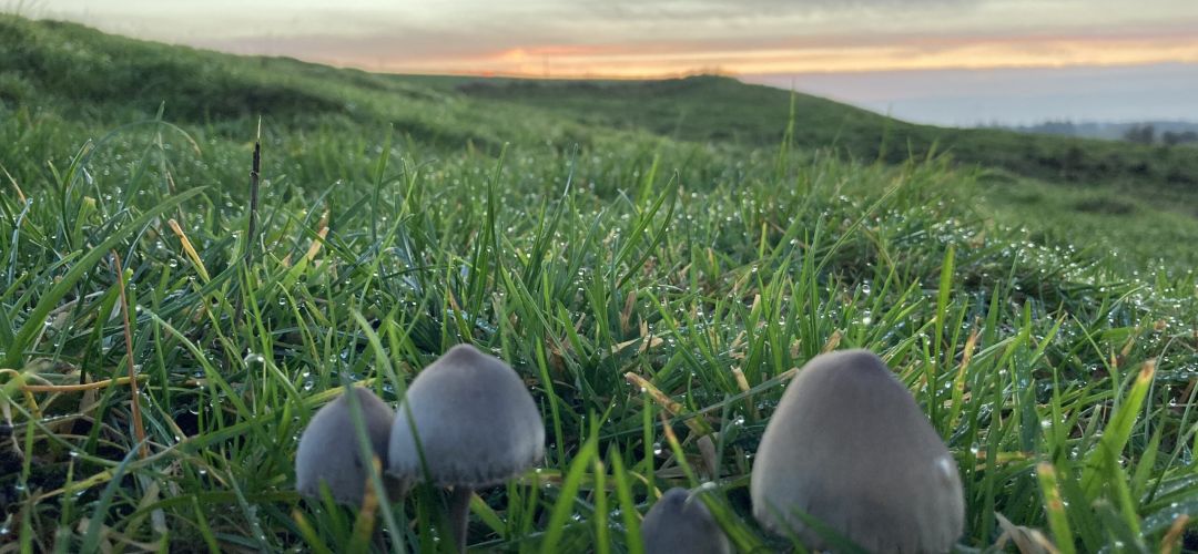 Foreningen Jordforbindelsen - Solnedgang mod vest på natureng primo november 2020.