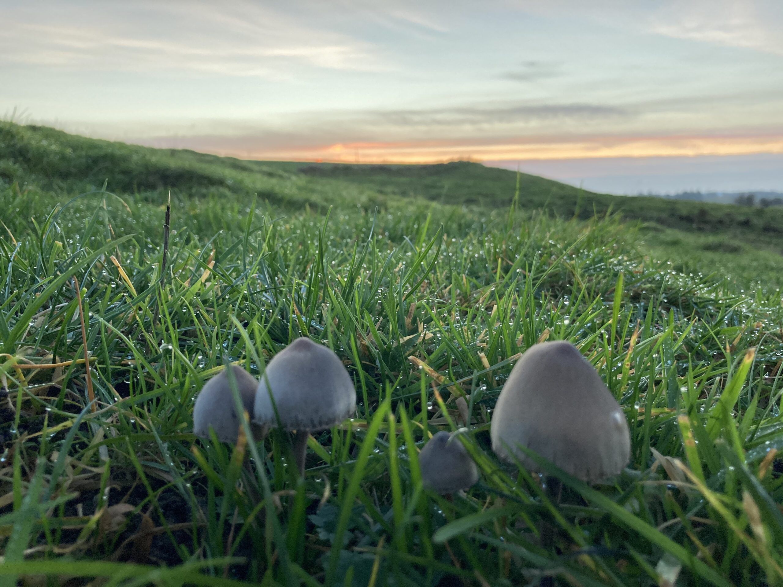 Foreningen Jordforbindelsen - Solnedgang mod vest på natureng primo november 2020.