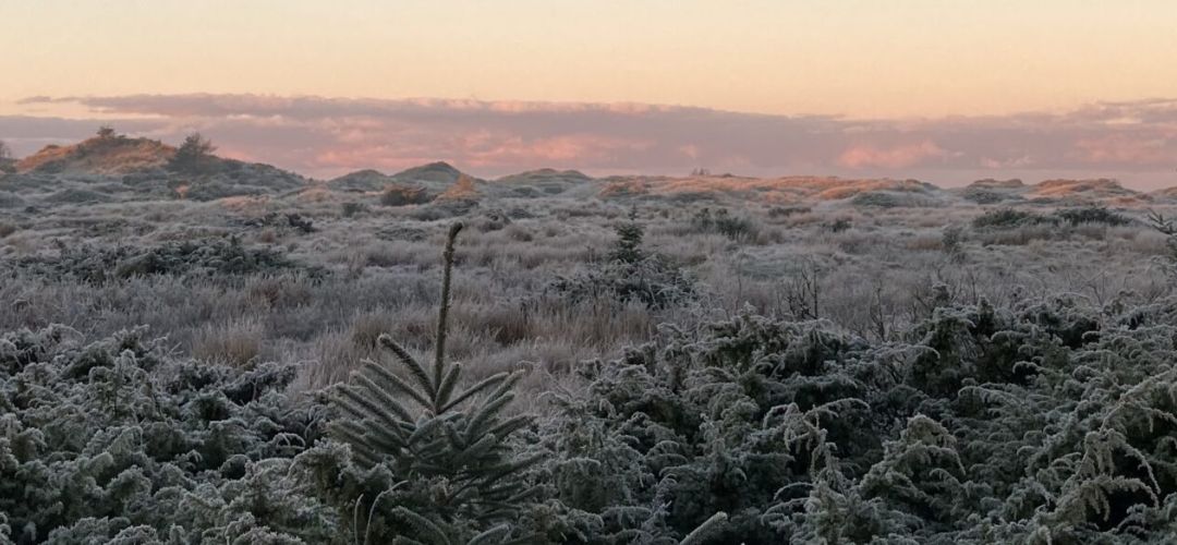 Vinter, advent, jul