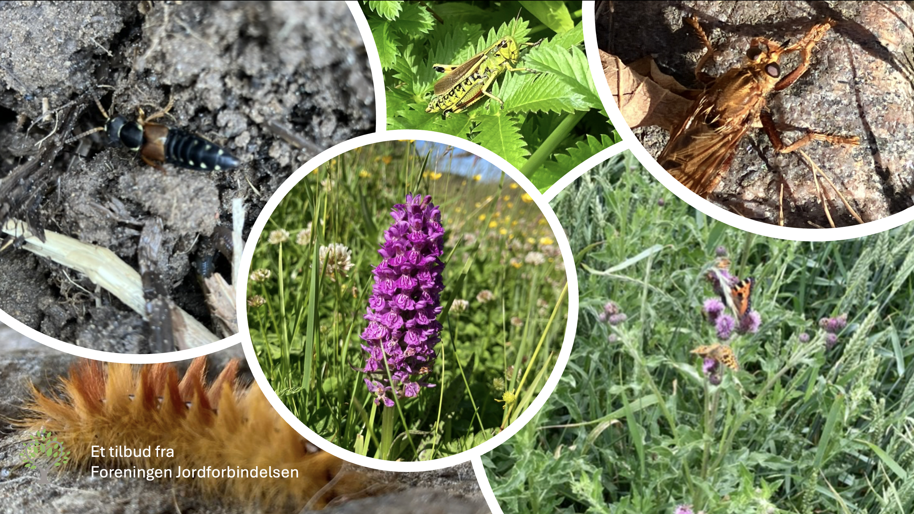 Nørdetid - Biodiversitet for voksne hver onsdag