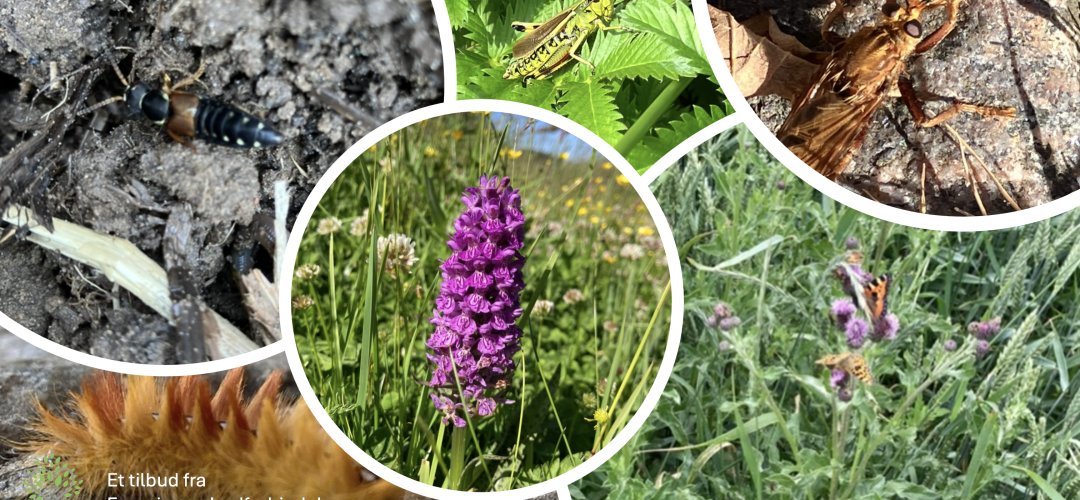 Nørdetid - Biodiversitet for voksne hver onsdag