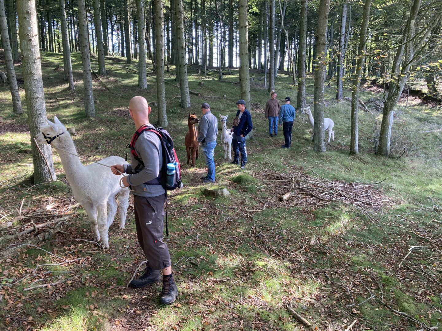 Alpaka walk and talk