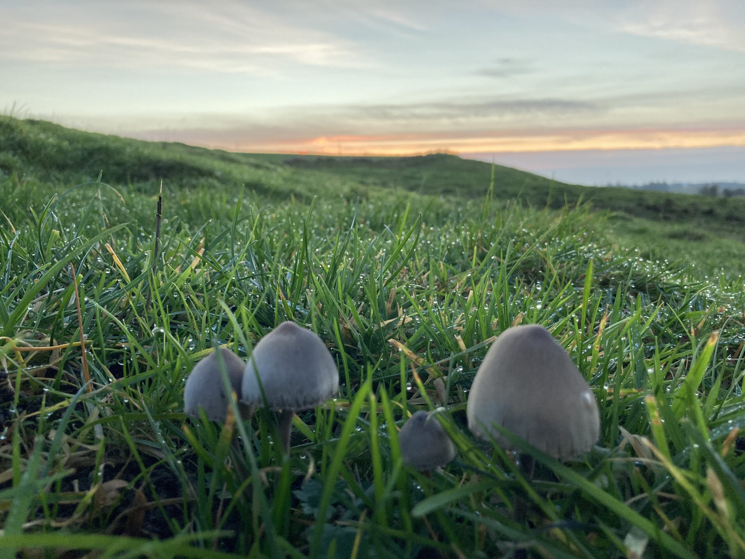 Foreningen Jordforbindelsen - Solnedgang mod vest på natureng primo november 2020.