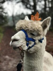 Marco Polo er en’ af stjernerne på Alpaca Walk’n’talk ... I dag pyntede ham sig. Han er den skønneste charmetrold.