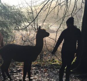 Alpaca Walk and talk på en frostdag - stilhed og sol. Det er sundt for både krop og sjæl.
