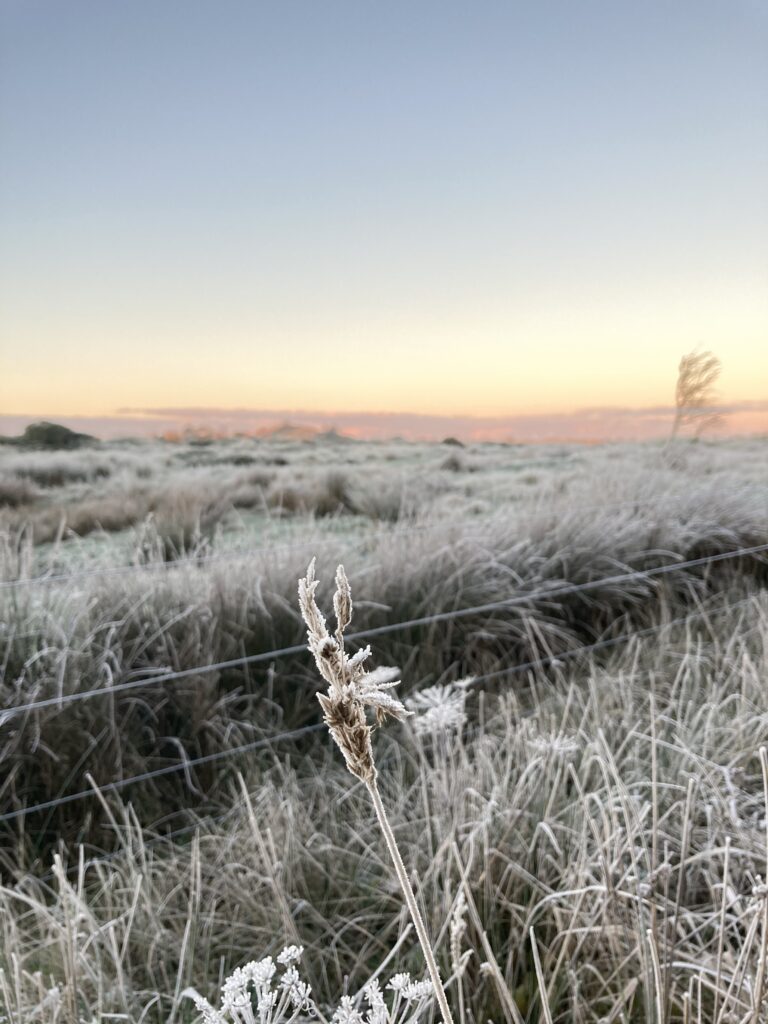 Solopgang 27/11-2020 i Tornby Klitplantage. 