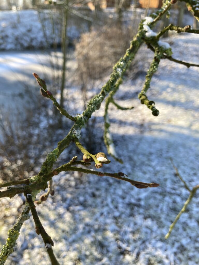 Gæslingerne kigger så småt frem på pilen. Selvom det i flere uger har været frost.