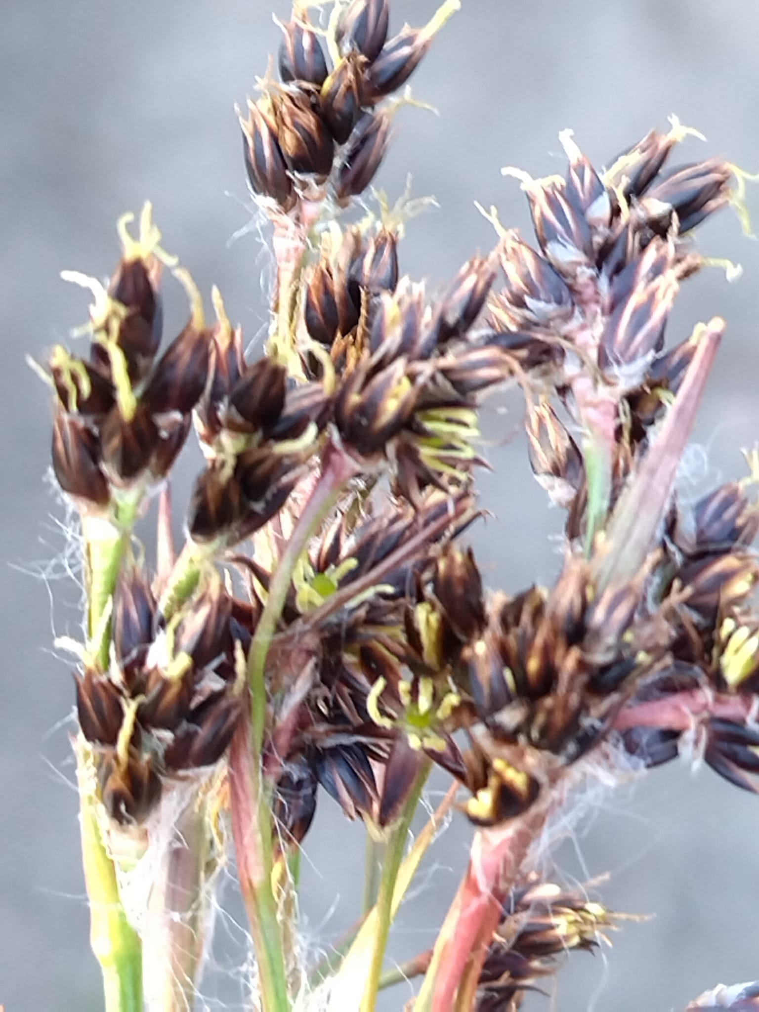 Rodfæste forår 2023 - Foreningen Jordforbindelsen