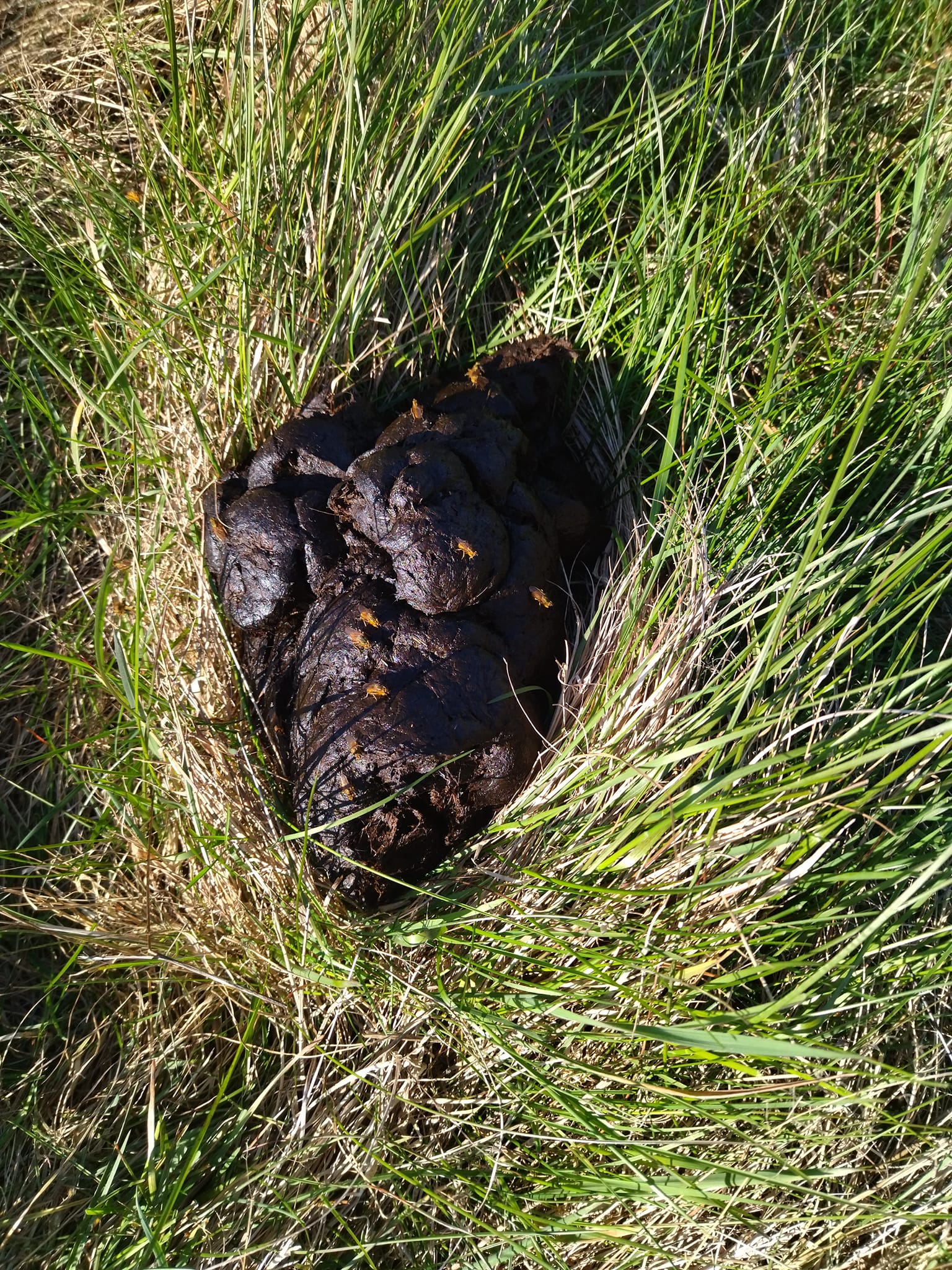 Rodfæste forår 2023 - Foreningen Jordforbindelsen