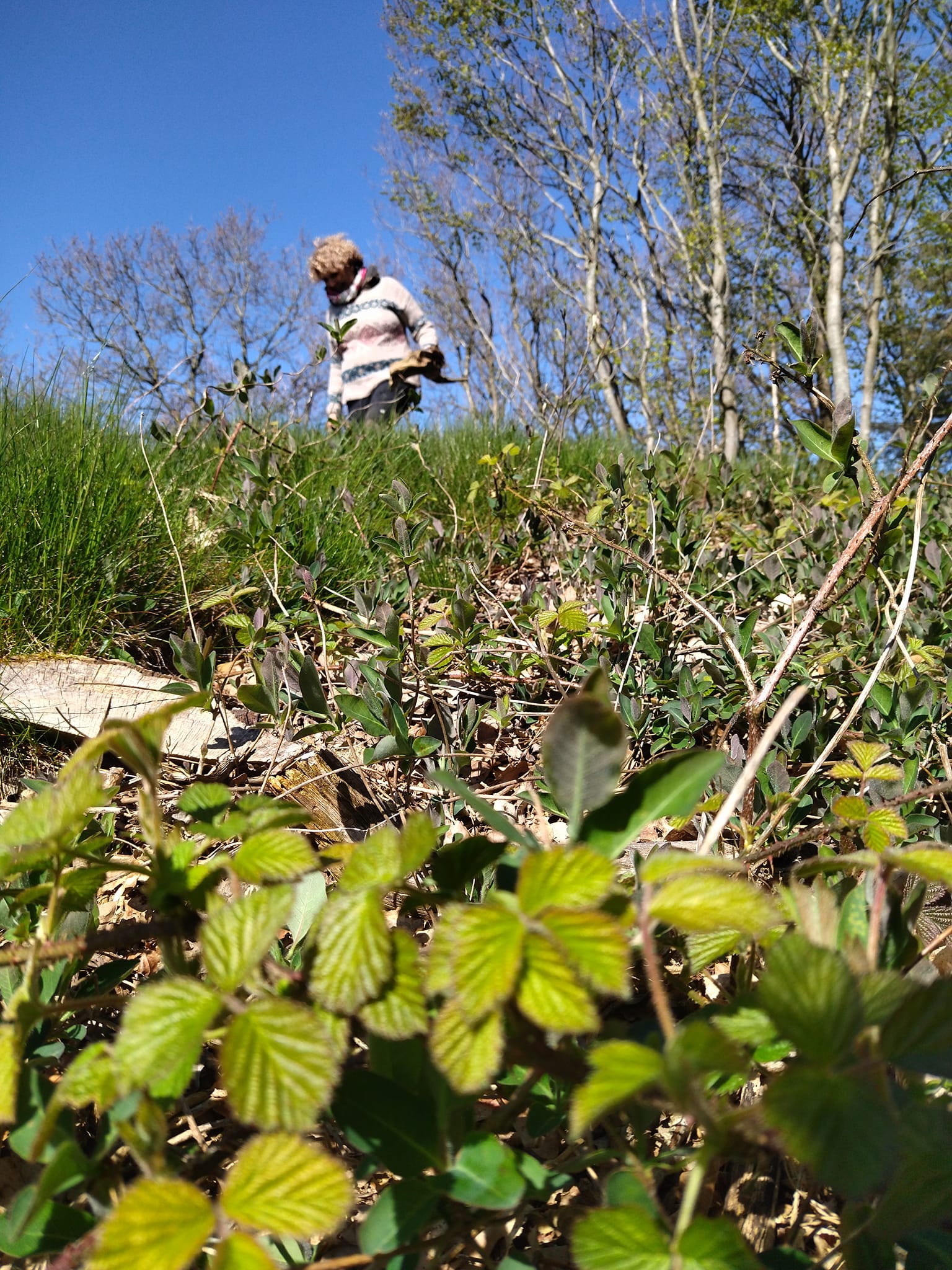 Rodfæste forår 2023 - Foreningen Jordforbindelsen