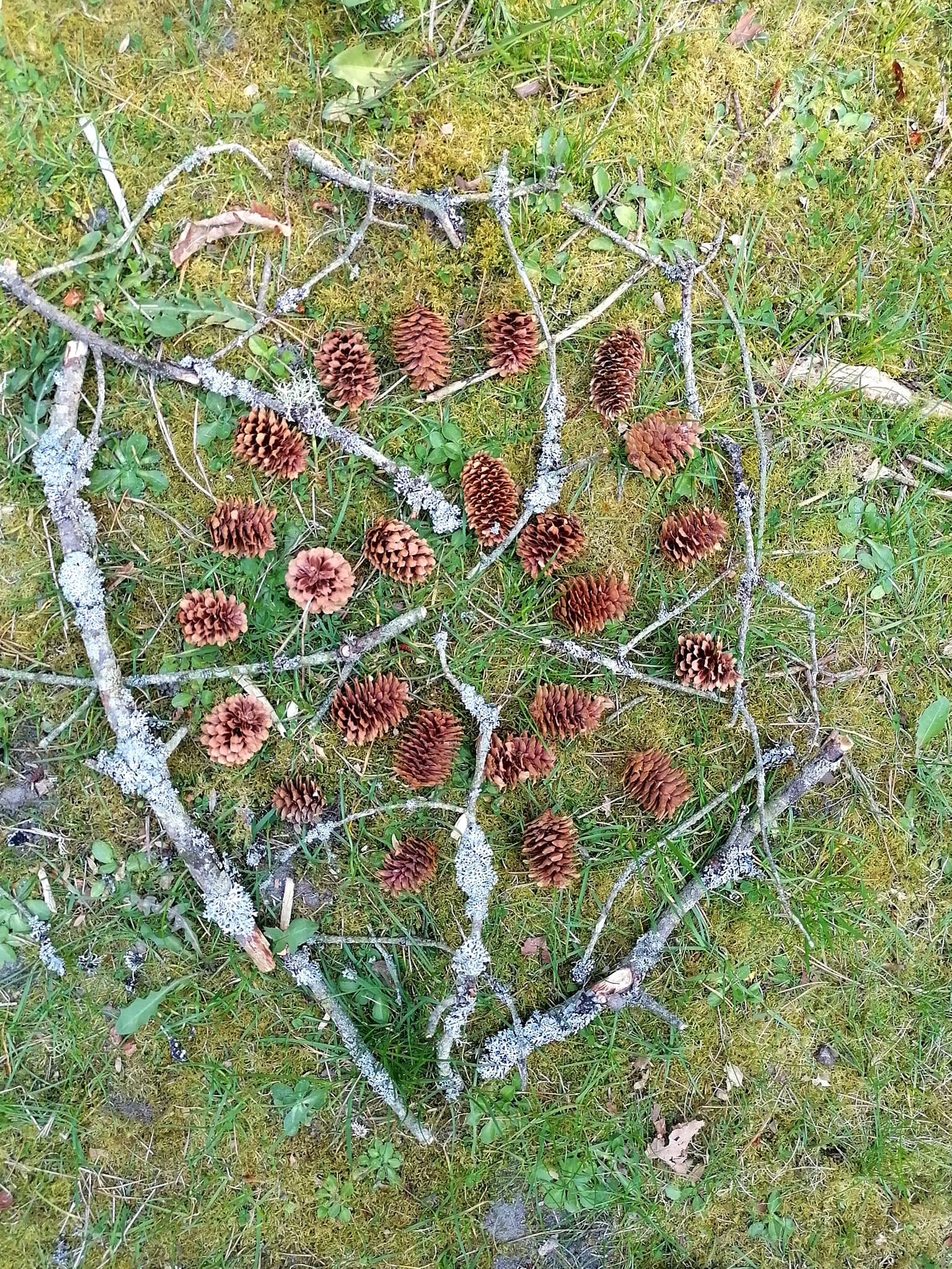 Rodfæste forår 2023 - Foreningen Jordforbindelsen