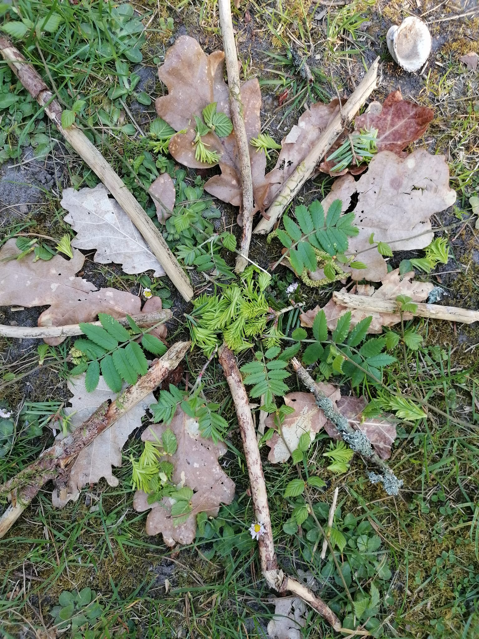 Rodfæste forår 2023 - Foreningen Jordforbindelsen