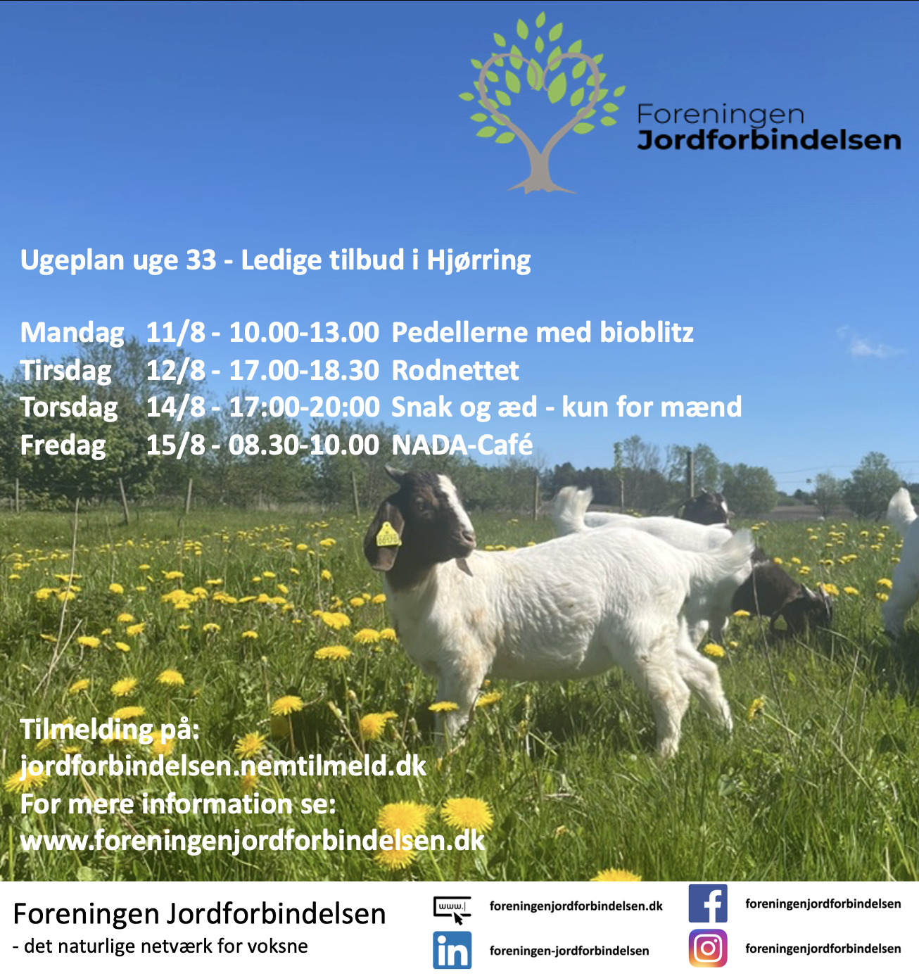 Ugeplan uge 33 - 2025 Hjørring