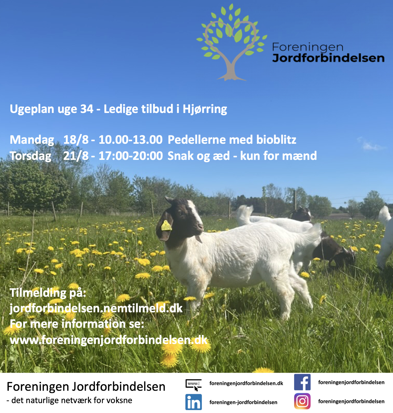 Ugeplan uge 34 - 2025 Hjørring