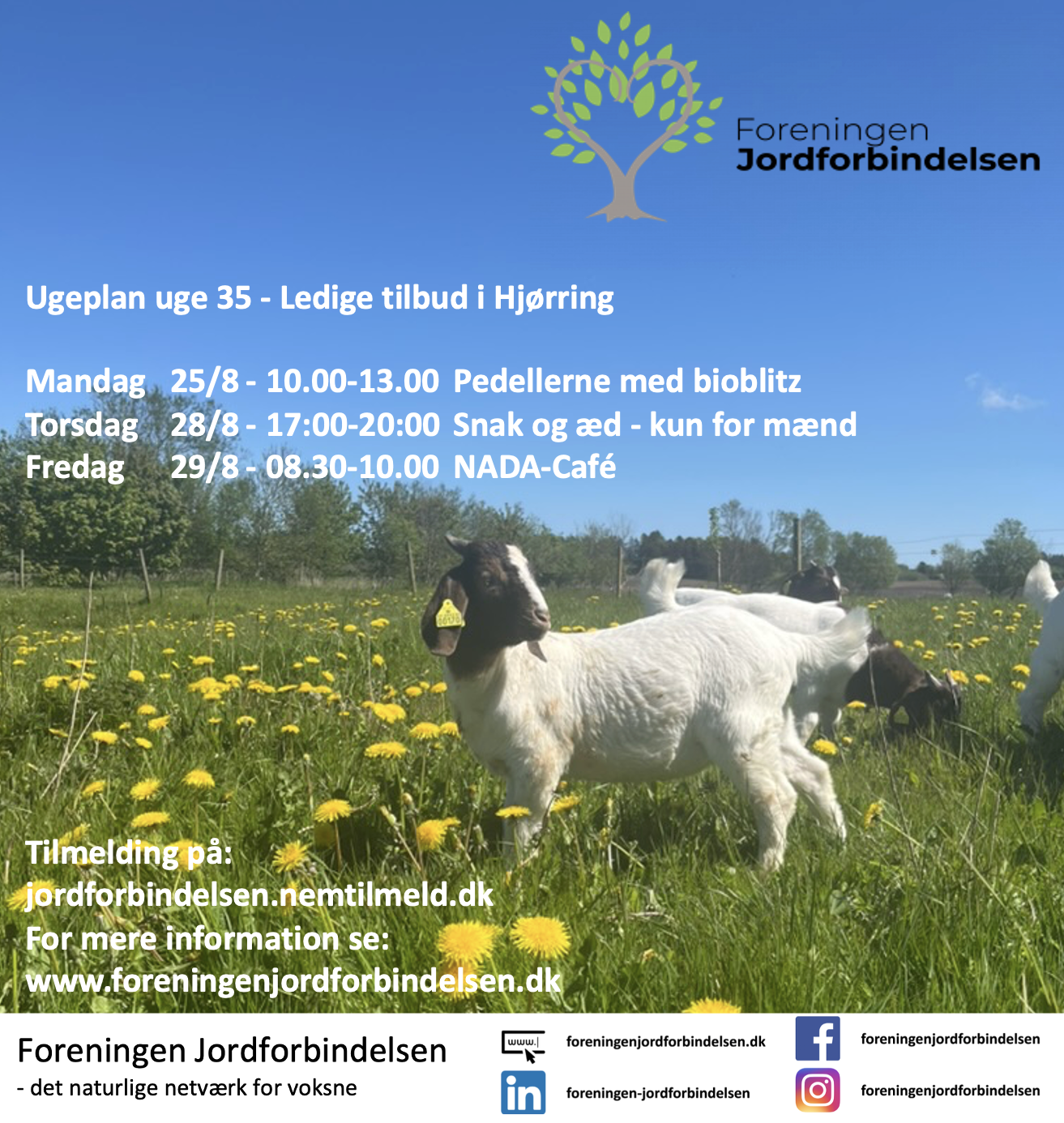 Ugeplan uge 35 - 2025 Hjørring